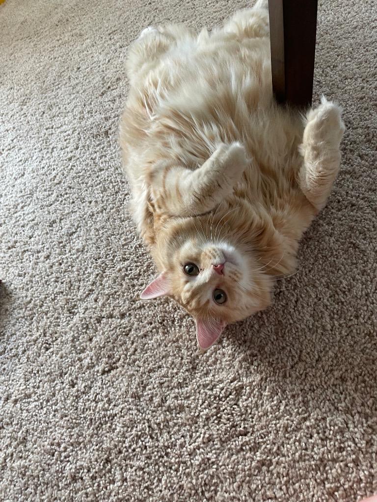 Enlarge Yoshi, a Adoptable mixed breed in Evans, GA image 4/6