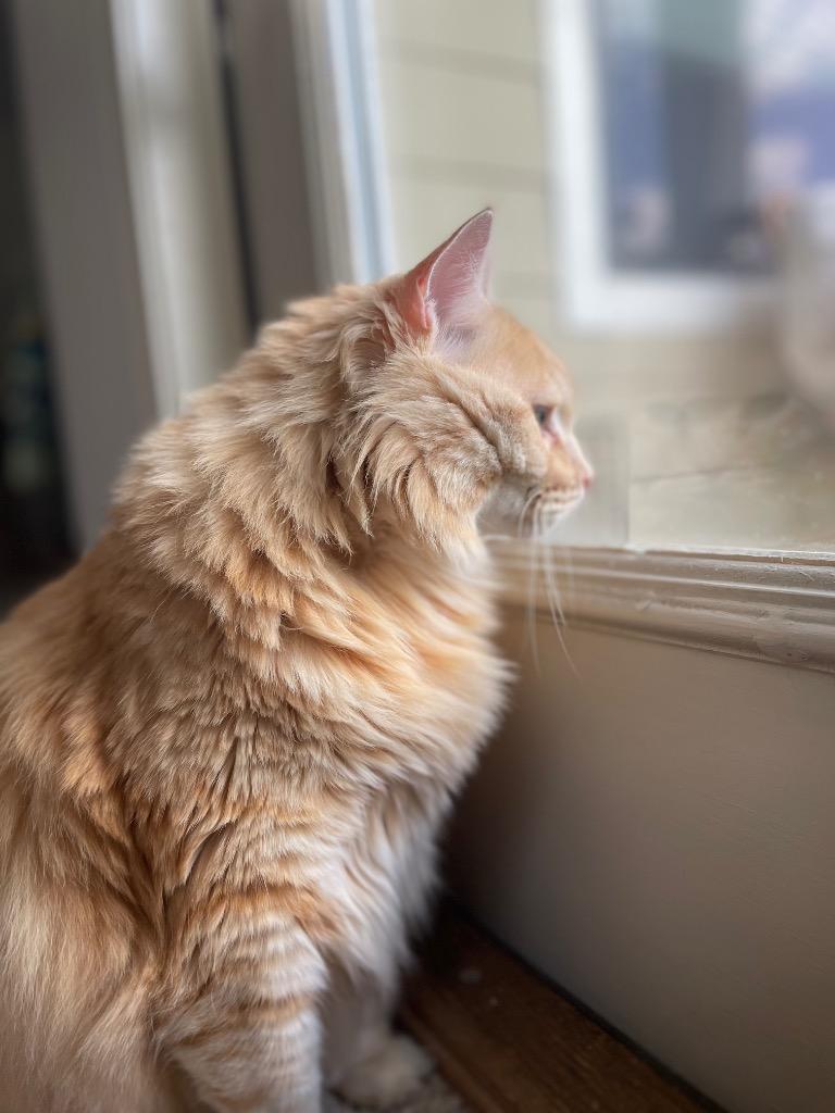 Enlarge Yoshi, a Adoptable mixed breed in Evans, GA image 5/6