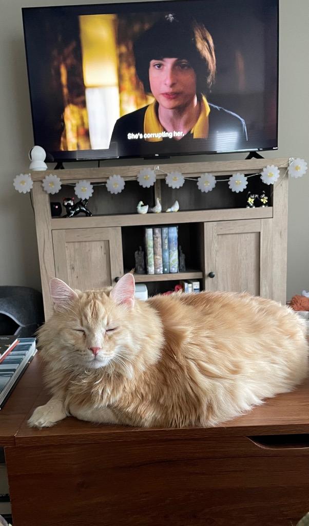 Enlarge Yoshi, a Adoptable mixed breed in Evans, GA image 6/6