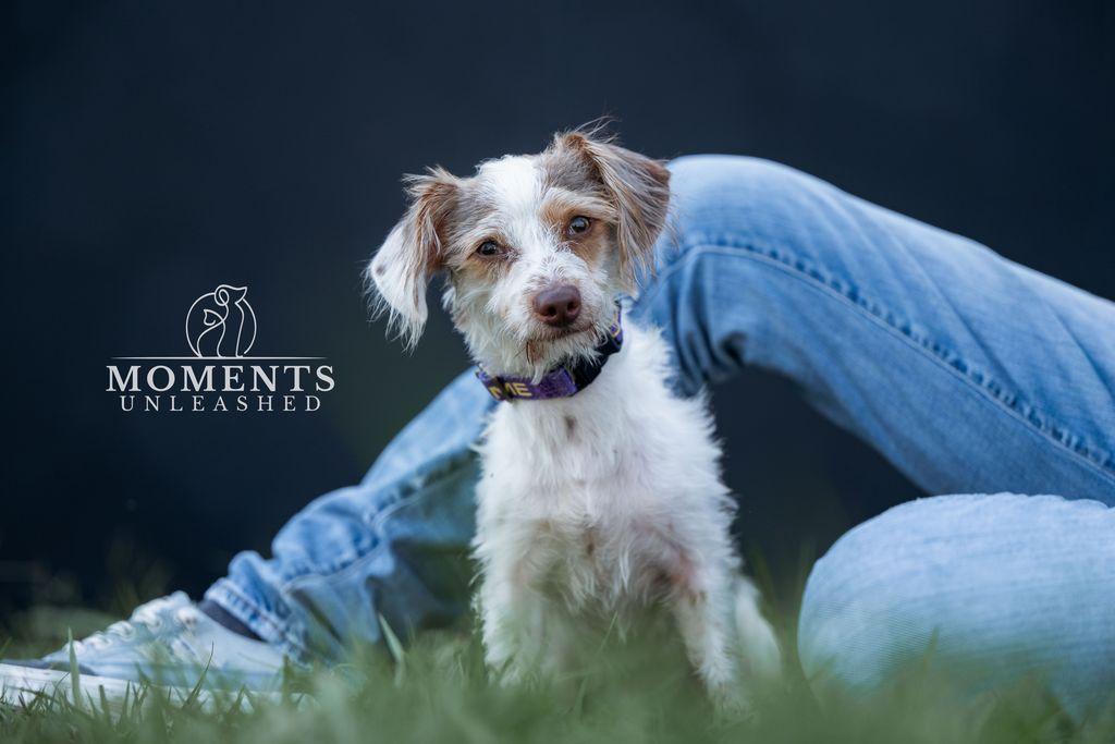 Coleman, an adopted mixed breed in Myakka City, FL image 4/5
