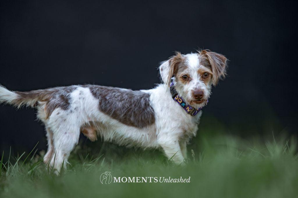 Coleman, an adopted mixed breed in Myakka City, FL image 3/5