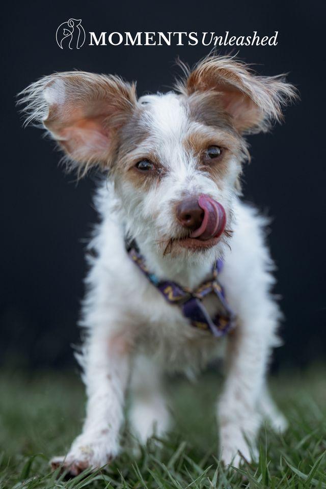 Coleman, an adopted mixed breed in Myakka City, FL image 5/5