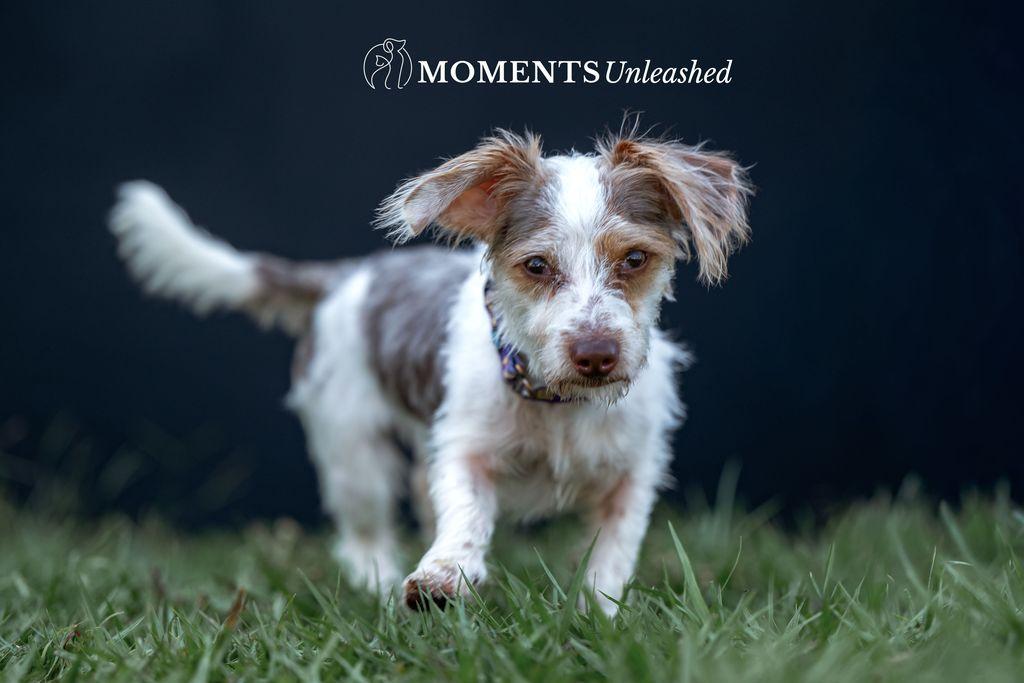 Coleman, an adopted mixed breed in Myakka City, FL image 2/5