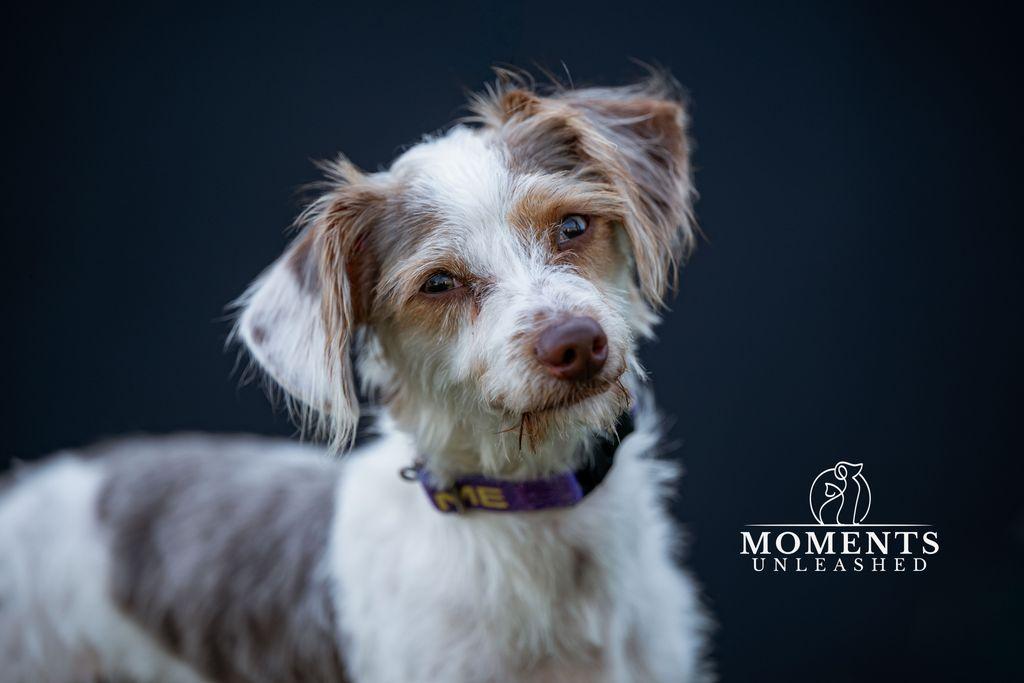 Coleman, an adopted mixed breed in Myakka City, FL image 1/5