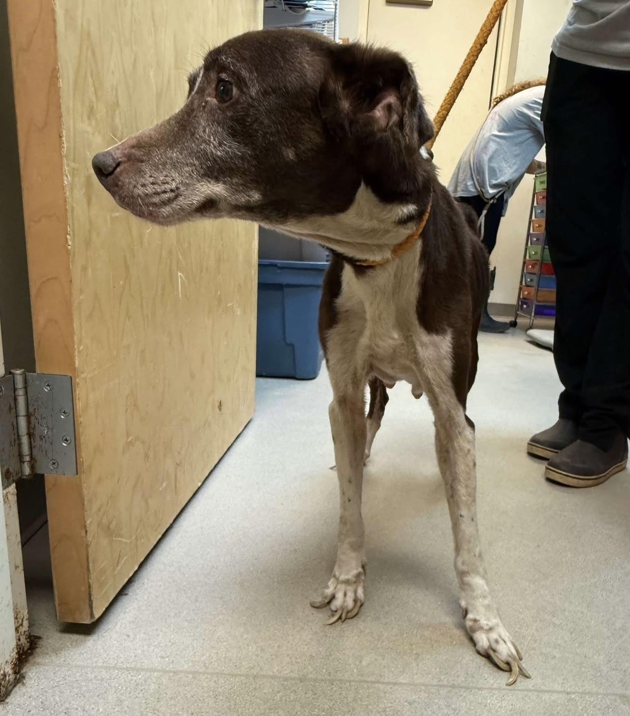 Misty (Starved & neglected senior looking for a hero!)
