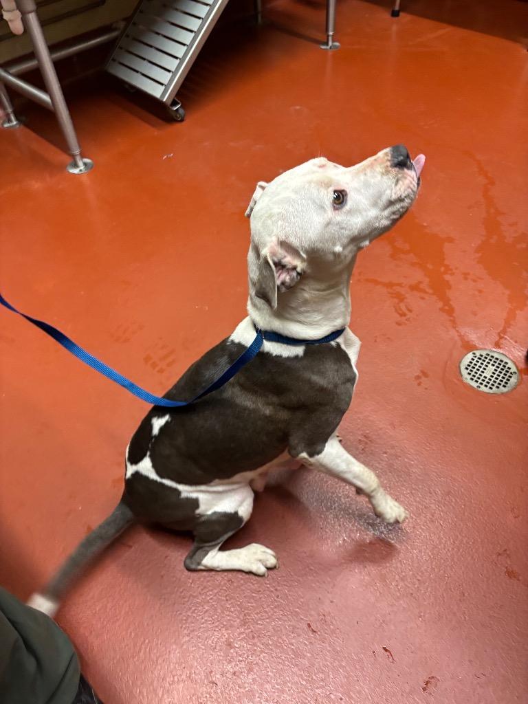 Mimi, Adoptable, Adult Female Mixed Breed.