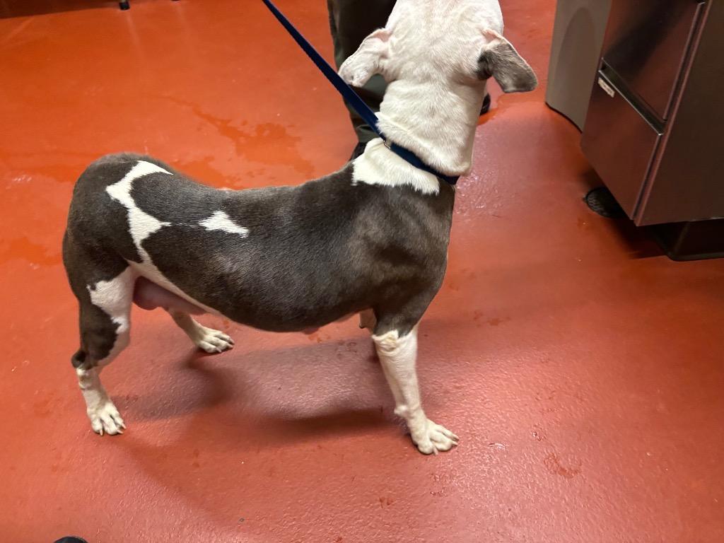 Enlarge Mimi, a Adoptable mixed breed in Douglasville, GA image 2/6