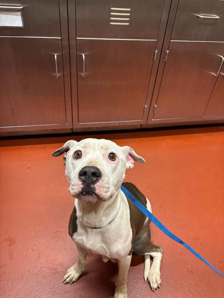 Enlarge Mimi, a Adoptable mixed breed in Douglasville, GA image 3/6