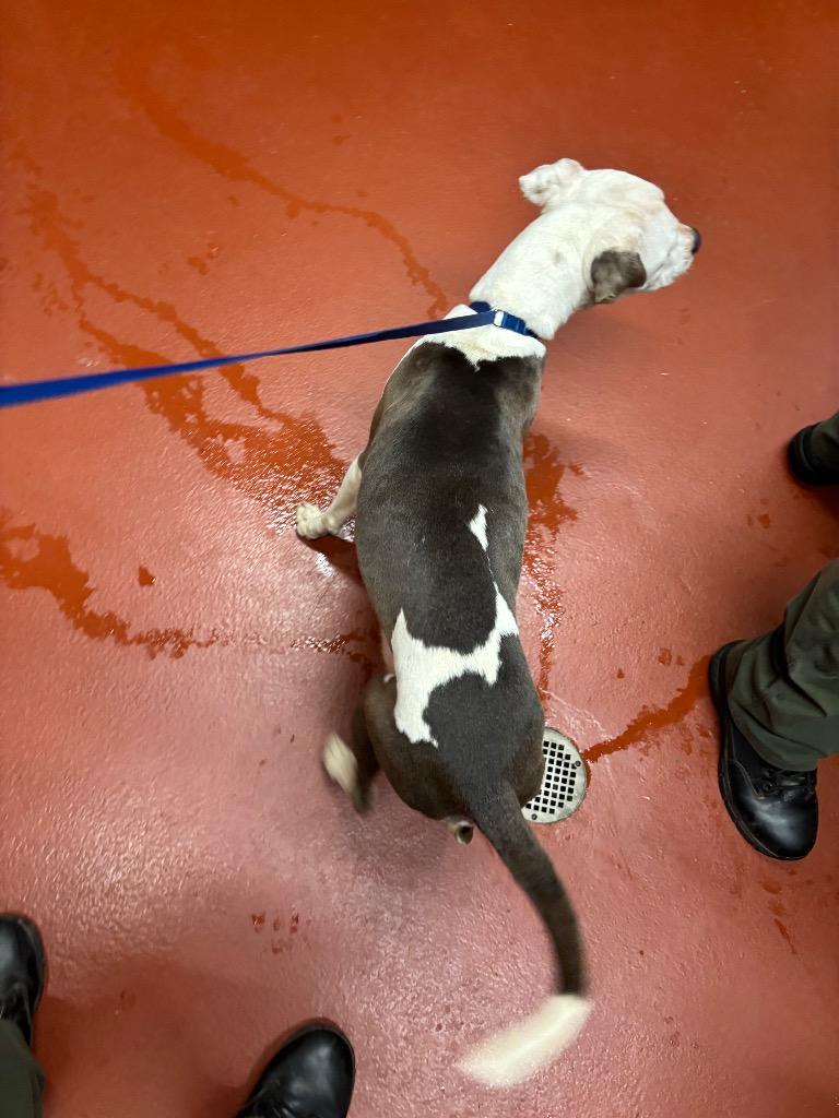 Enlarge Mimi, a Adoptable mixed breed in Douglasville, GA image 4/6