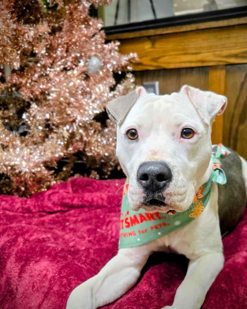 Enlarge Mimi, a Adoptable mixed breed in Douglasville, GA image 5/6