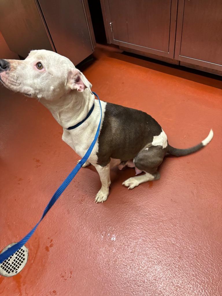 Enlarge Mimi, a Adoptable mixed breed in Douglasville, GA image 6/6