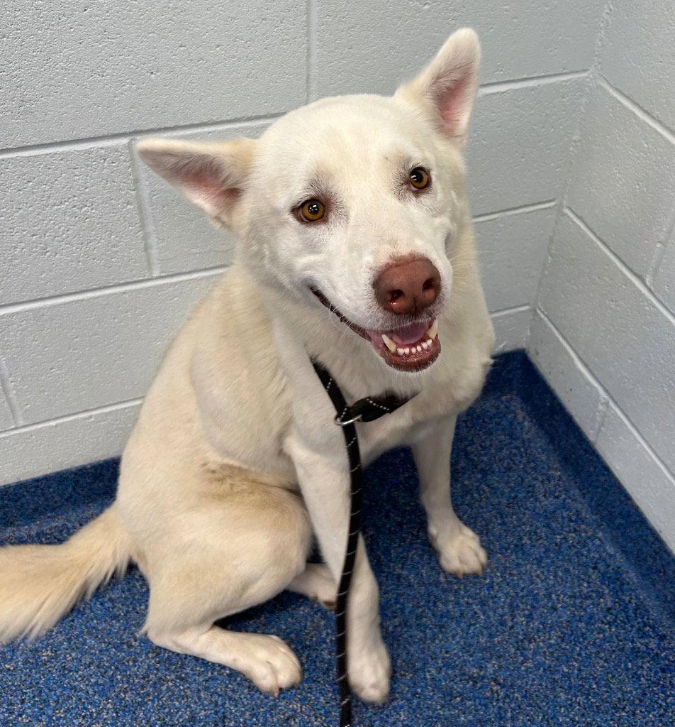 26-421 Max, Adoptable, Adult Male Husky.
