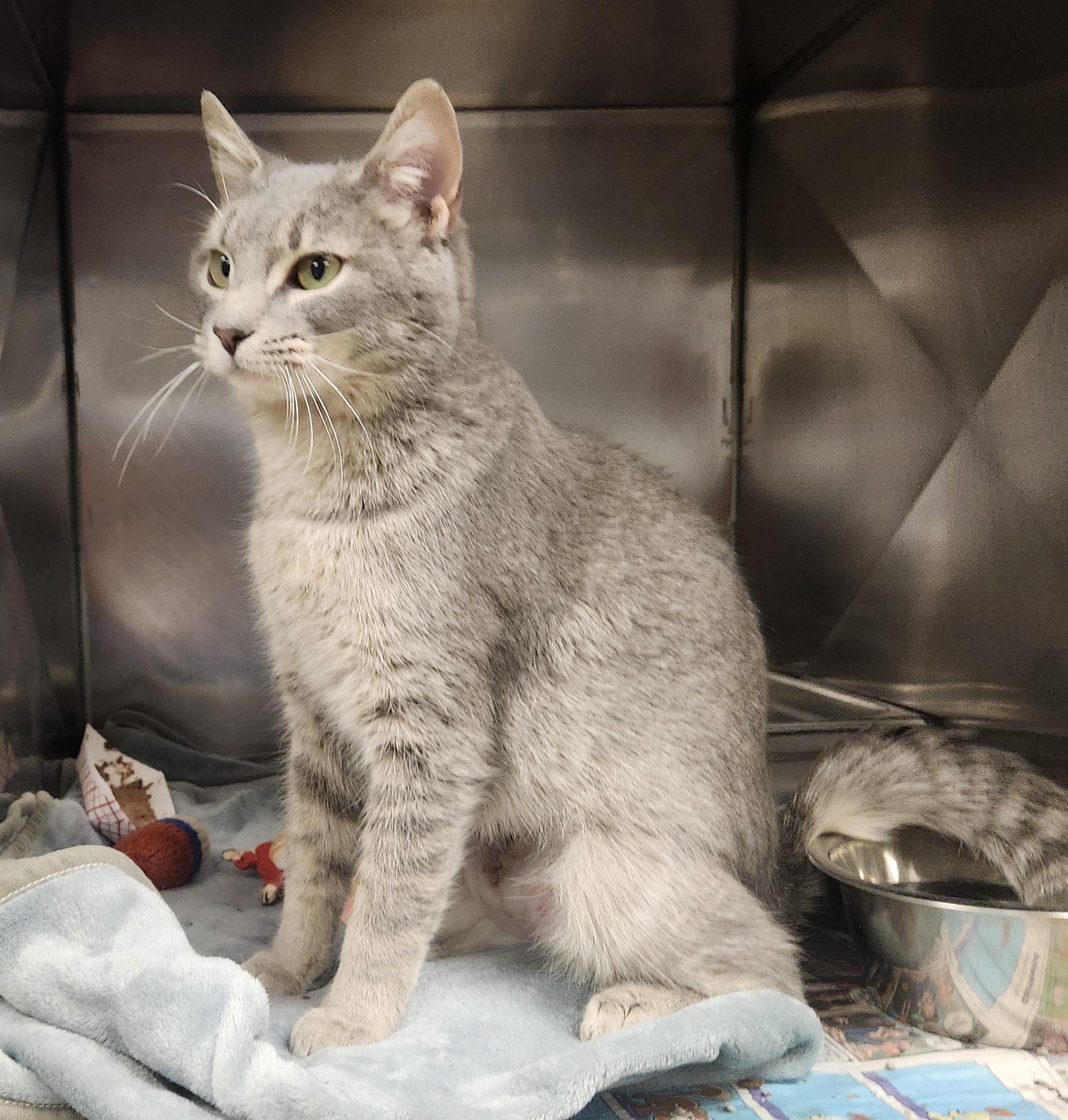 Enlarge Bubbles , an adopted Domestic Short Hair in Clayton, NJ image 1/1