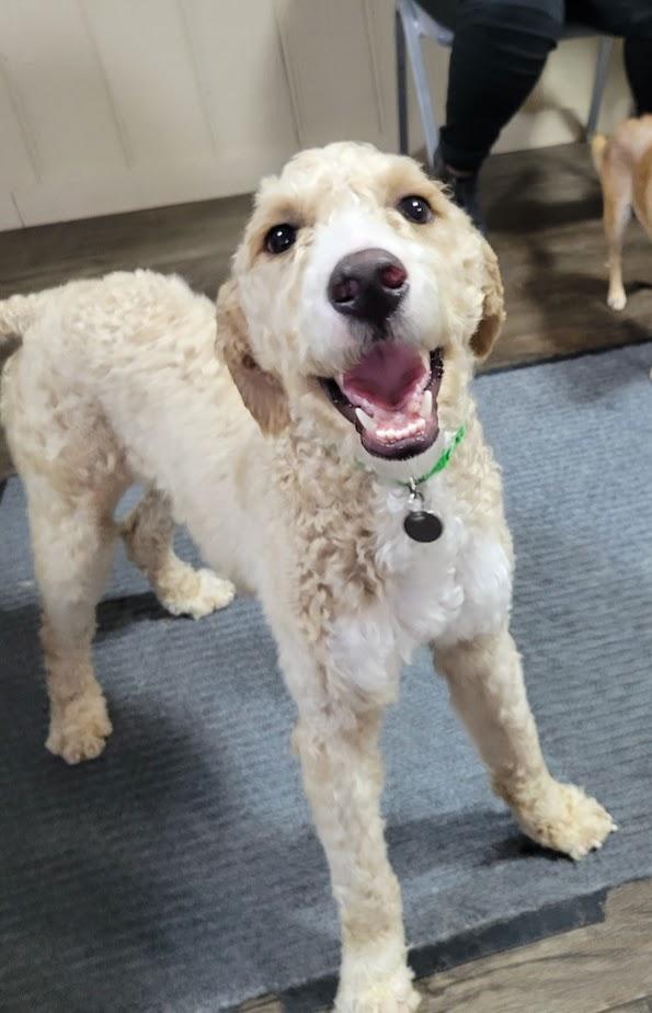 COOPER 360-25, an adoptable Goldendoodle, Labradoodle in Cambridge, OH, 43725 | Photo Image 4