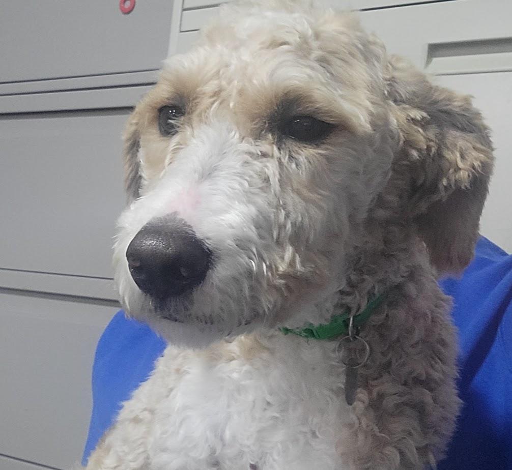 COOPER 360-25, an adoptable Goldendoodle, Labradoodle in Cambridge, OH, 43725 | Photo Image 5