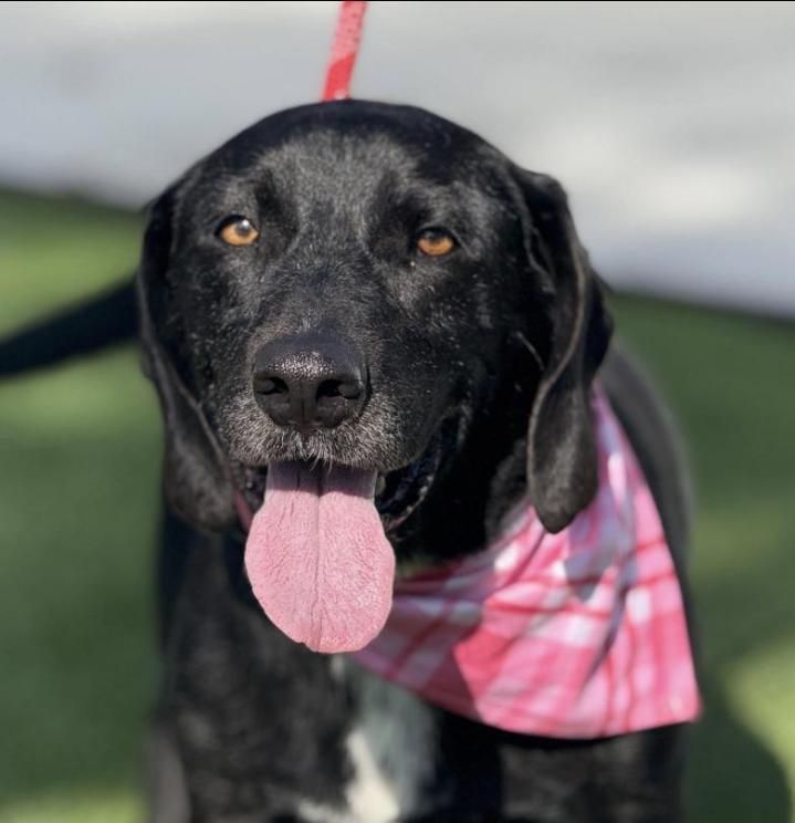 Enlarge Delta-One of a Kind Queen of Quirks!, a Adoptable mixed breed in St Augustine, FL image 1/5