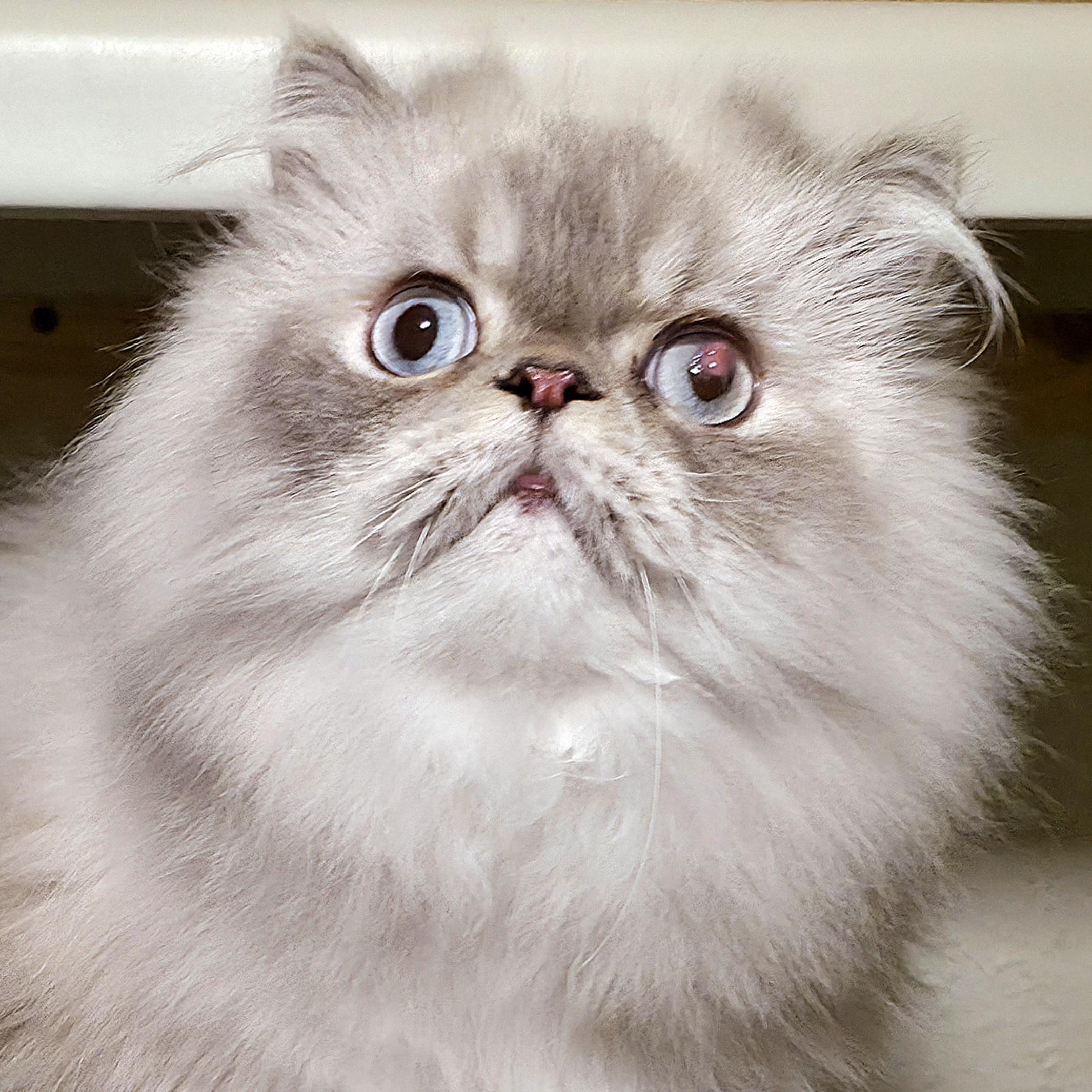 Mason, Adoptable, Young Male Himalayan & Persian.