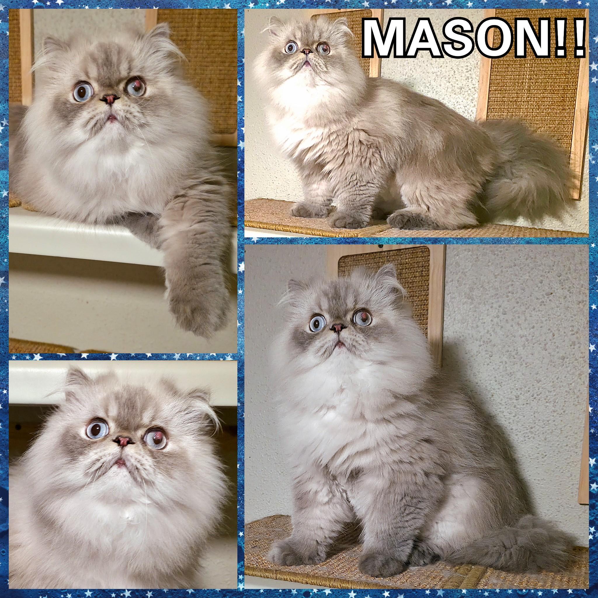 Enlarge Mason, a Adoptable mixed breed in Converse, TX image 6/6