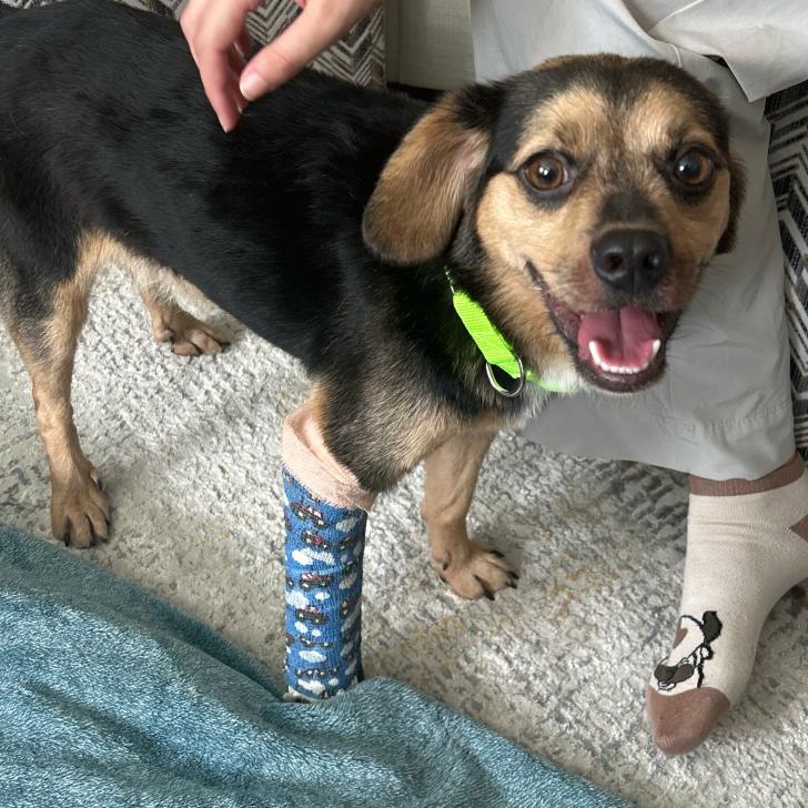 Basil, Adoptable, Adult Male Beagle & Mixed Breed.