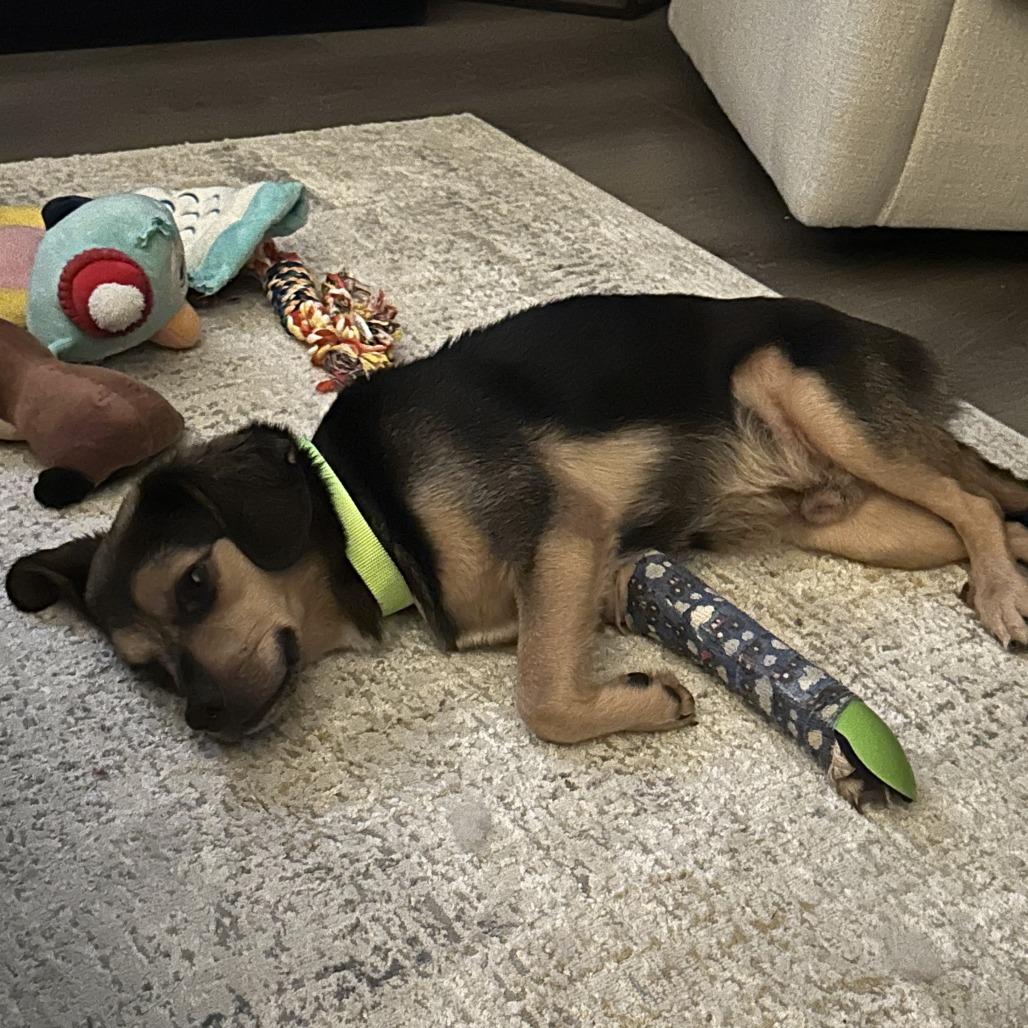 Enlarge Basil, a Adoptable mixed breed in Raleigh, NC image 5/6