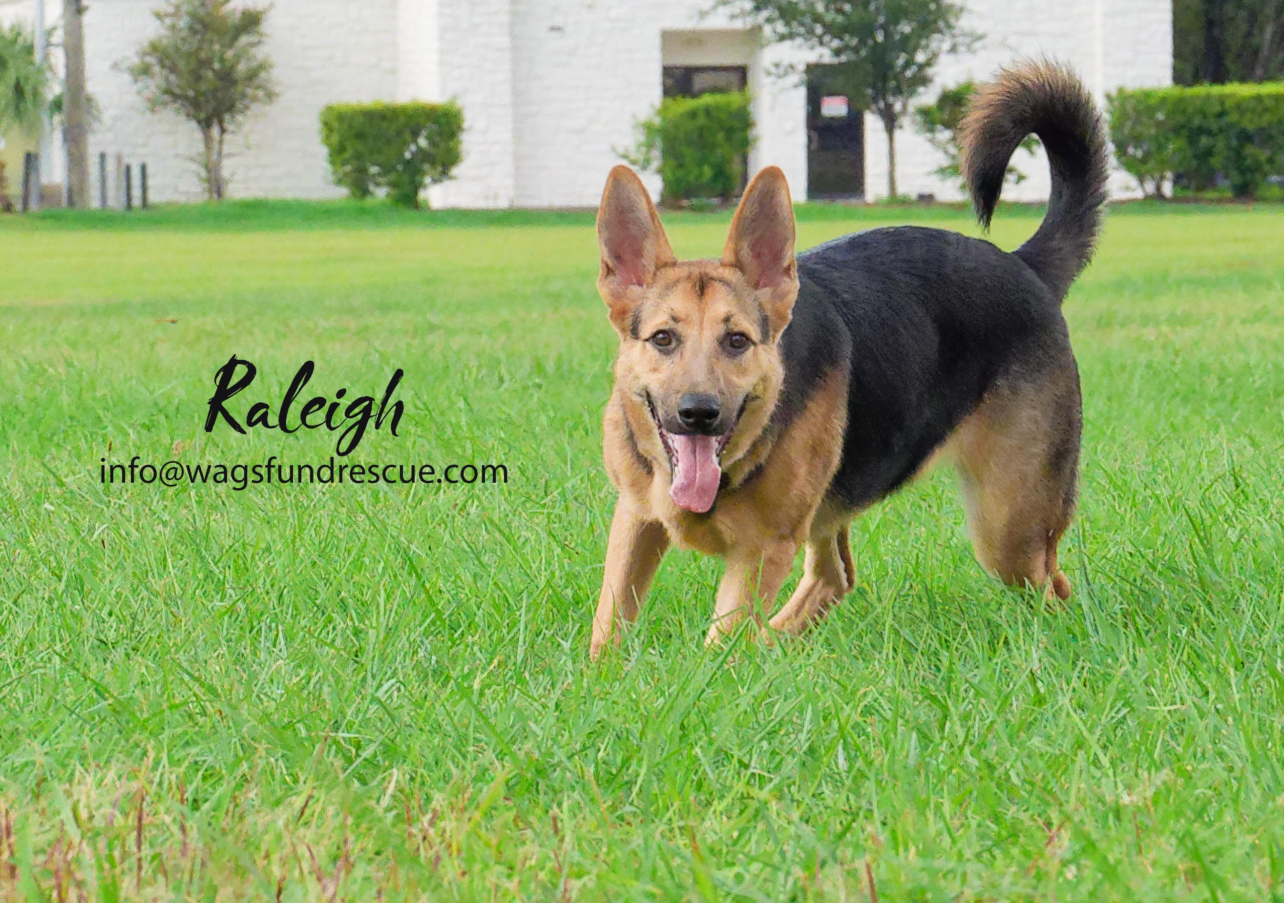 Raleigh, a Adoptable mixed breed in Houston, TX image 2/5