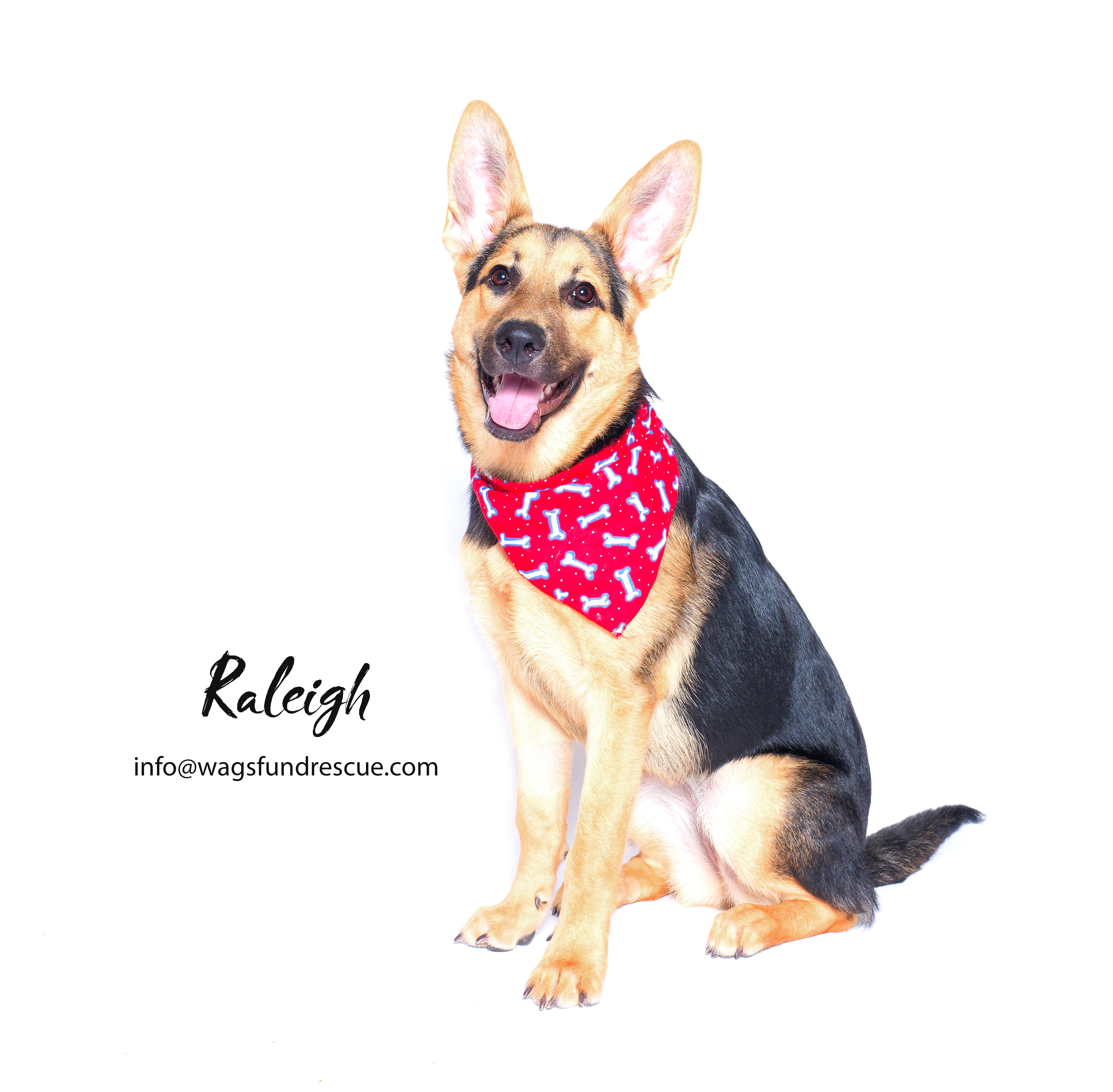 Raleigh, a Adoptable mixed breed in Houston, TX image 3/5