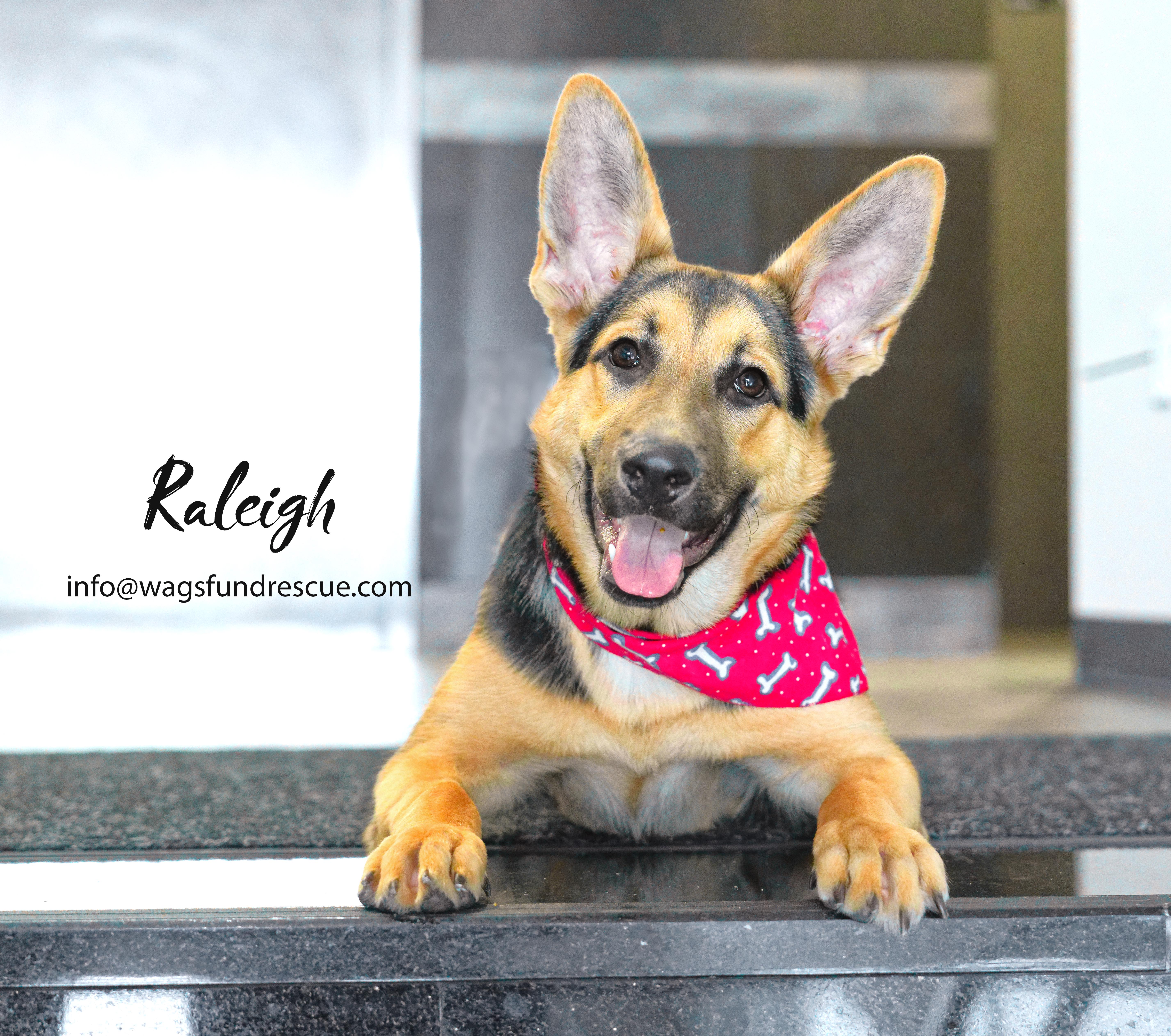 Raleigh, a Adoptable mixed breed in Houston, TX image 4/5