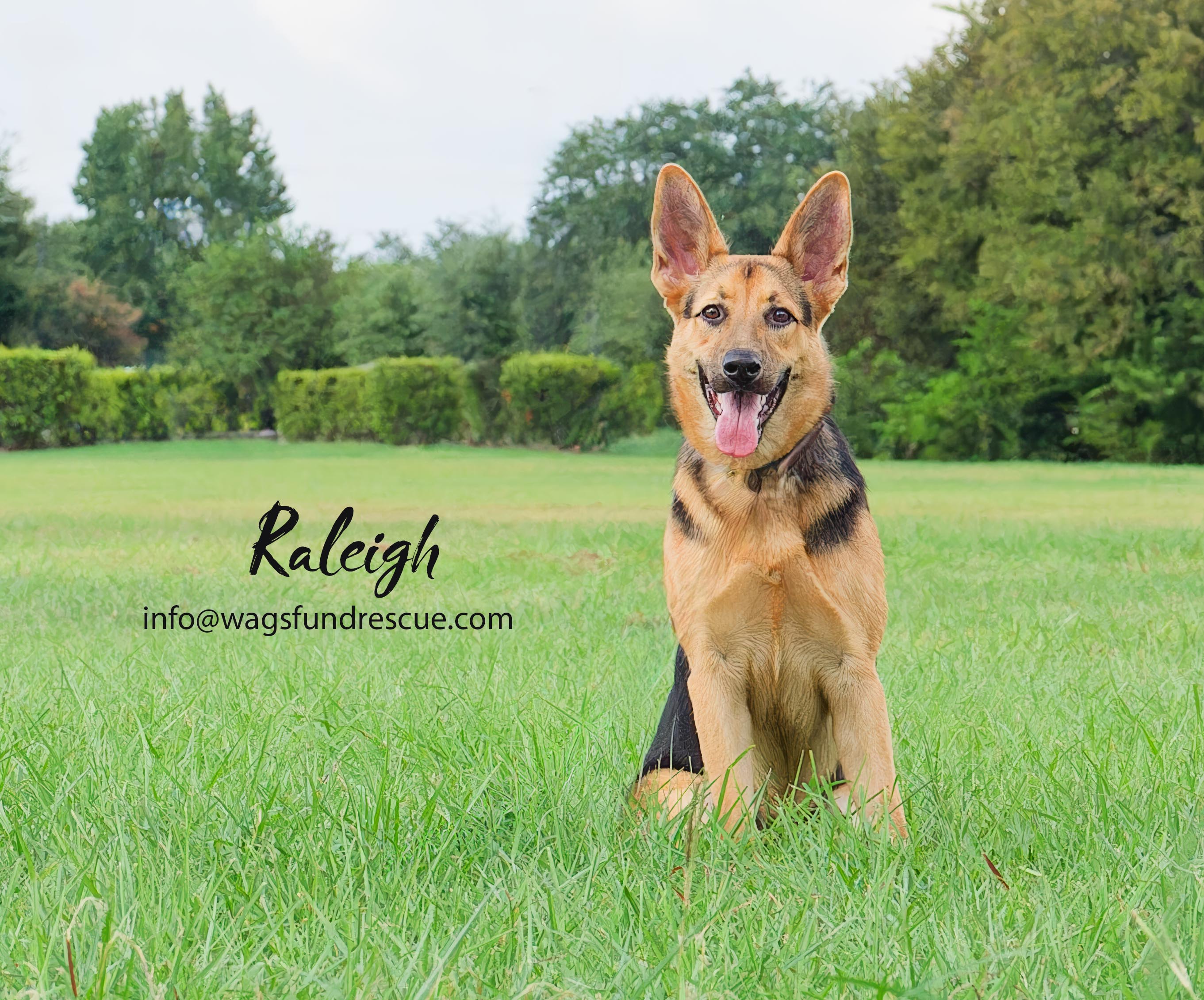 Raleigh, a Adoptable mixed breed in Houston, TX image 1/5