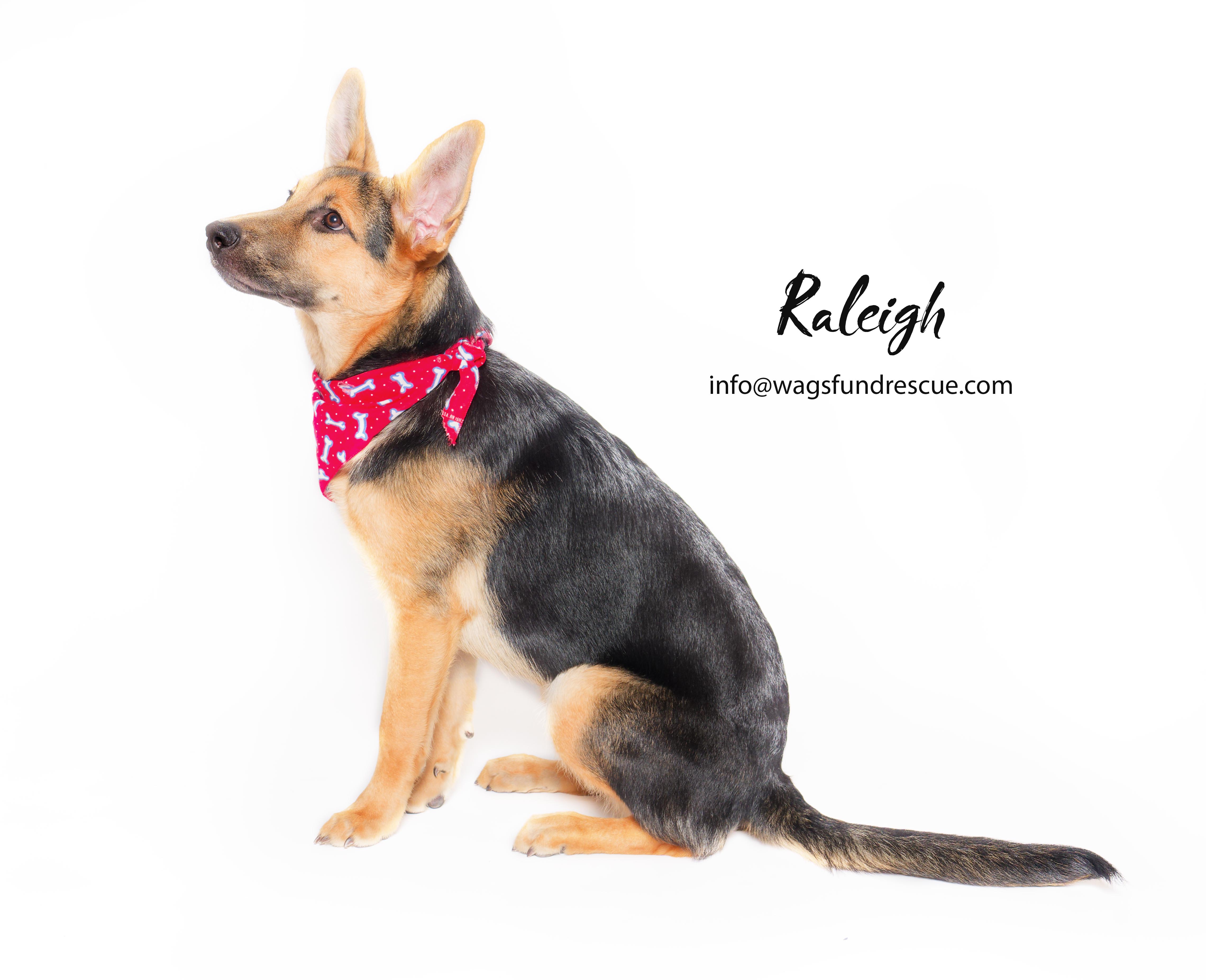 Raleigh, a Adoptable mixed breed in Houston, TX image 5/5