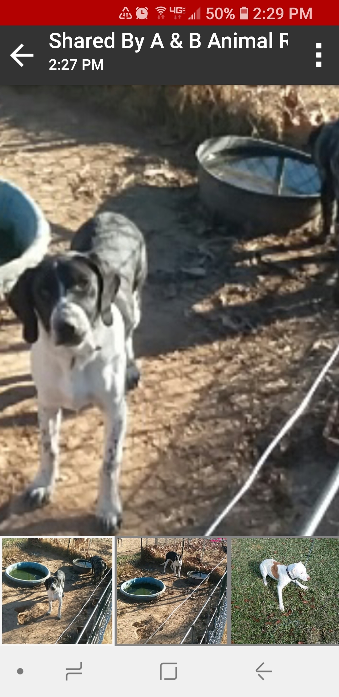 Huckleberry, a Adoptable mixed breed in Ashdown, AR image 1/8