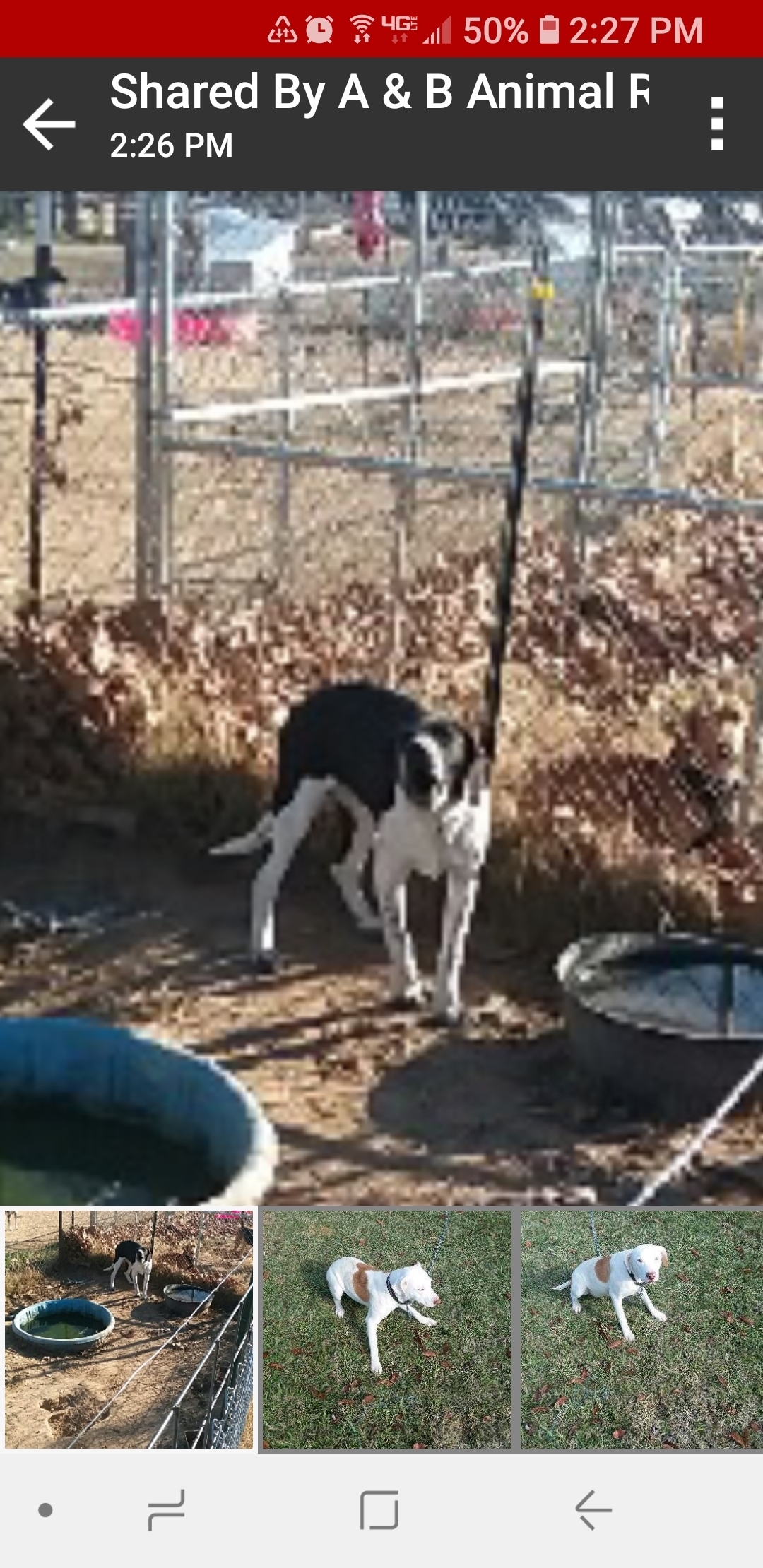 Huckleberry, a Adoptable mixed breed in Ashdown, AR image 2/8