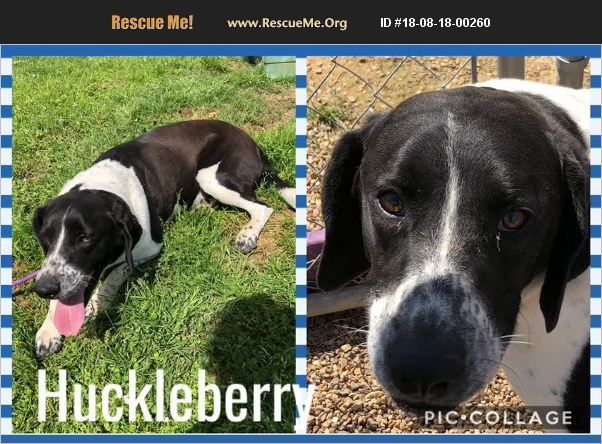 Huckleberry, a Adoptable mixed breed in Ashdown, AR image 3/8