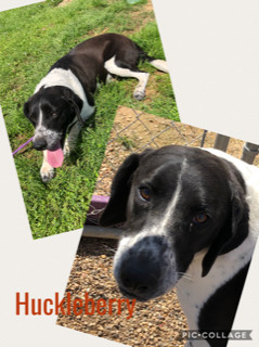 Huckleberry, a Adoptable mixed breed in Ashdown, AR image 4/8