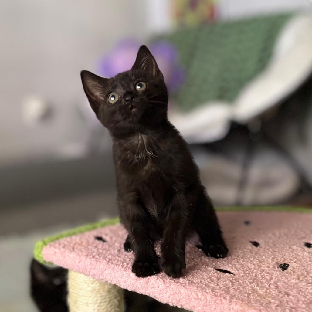 Enlarge Hot Glue, a Adoptable Domestic Short Hair in Nashville, IN image 1/6