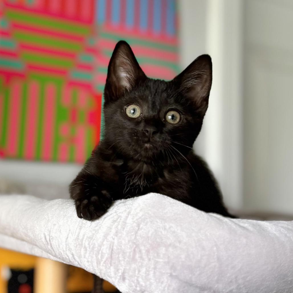 Enlarge Hot Glue, a Adoptable Domestic Short Hair in Nashville, IN image 2/6