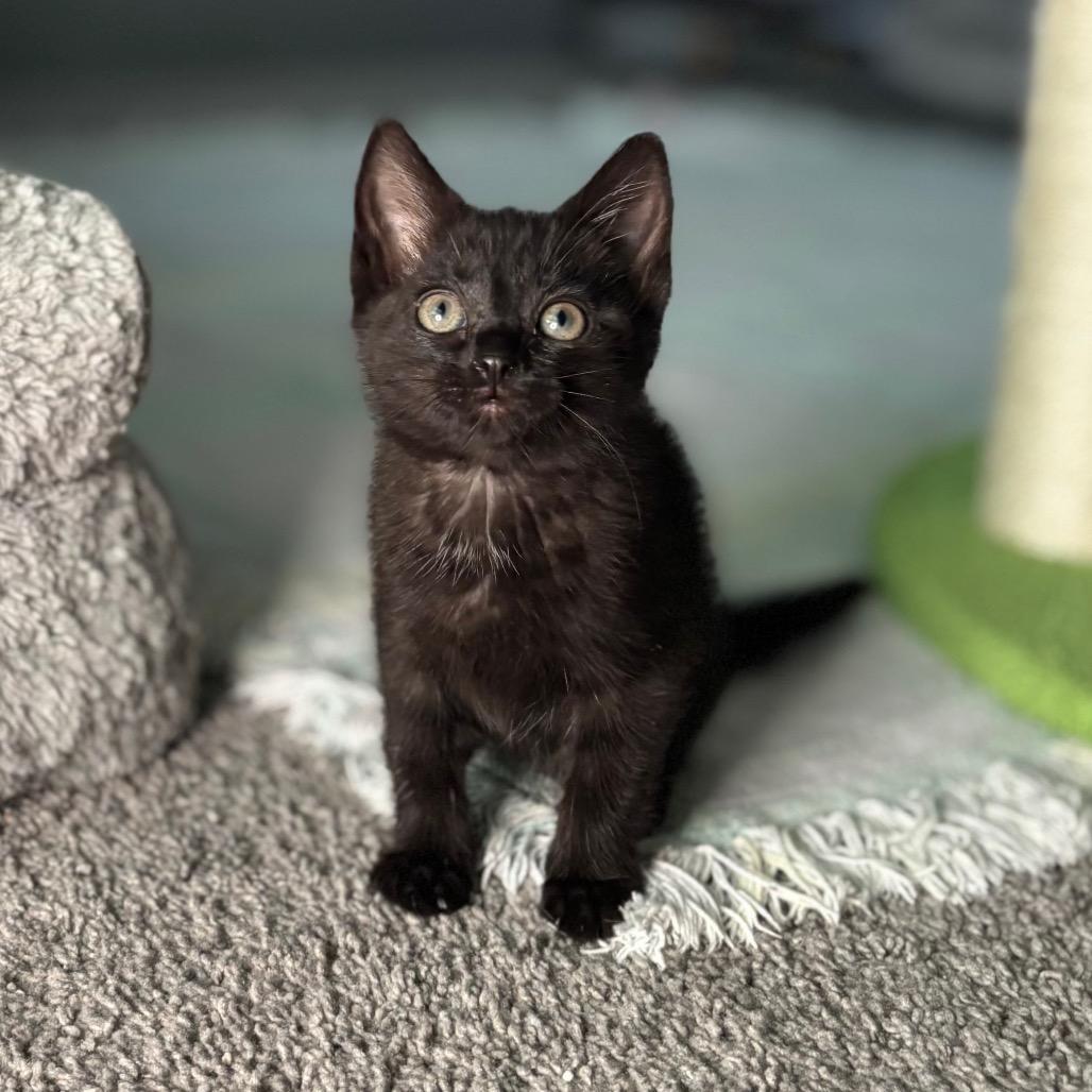 Enlarge Hot Glue, a Adoptable Domestic Short Hair in Nashville, IN image 4/6