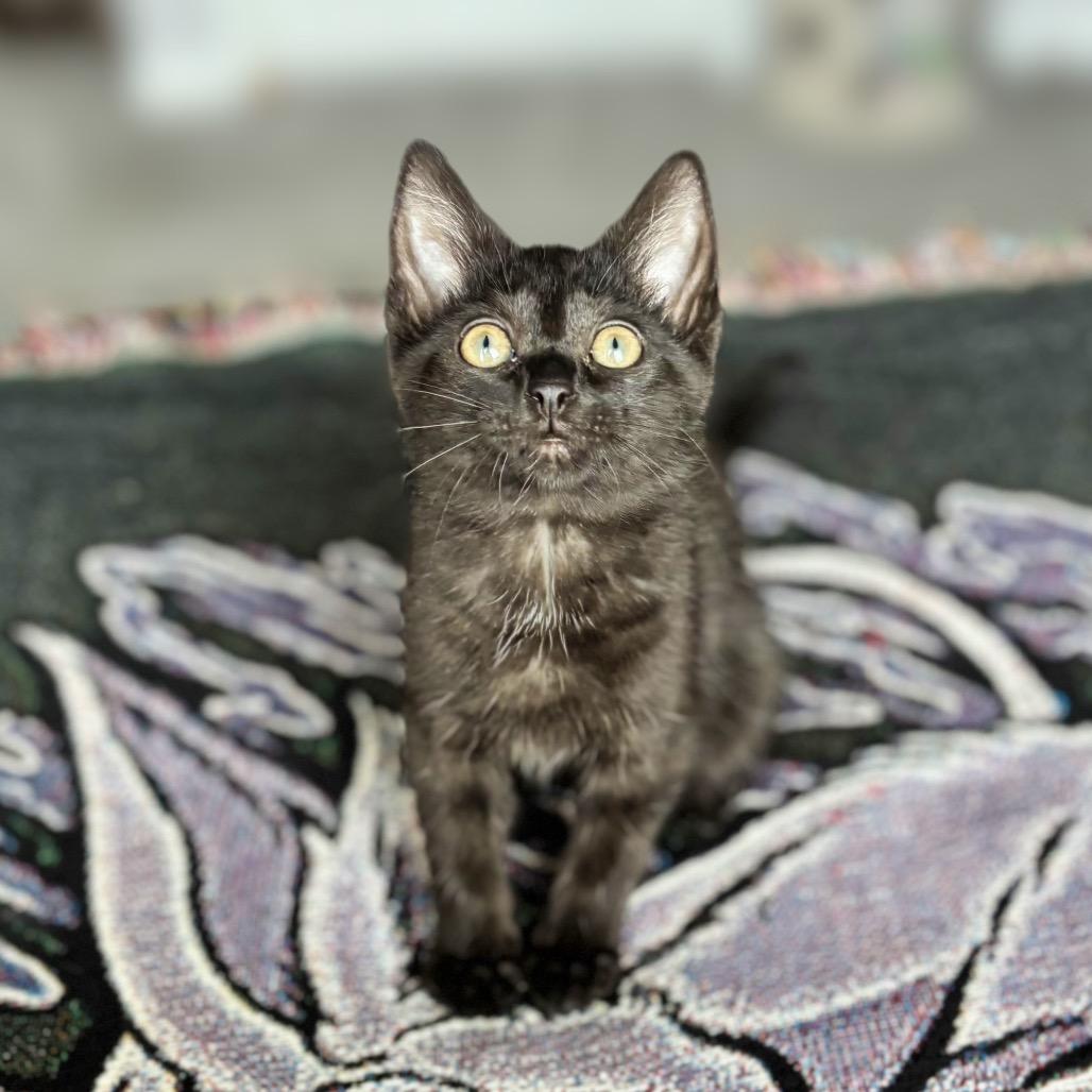 Enlarge Hot Glue, a Adoptable Domestic Short Hair in Nashville, IN image 5/6
