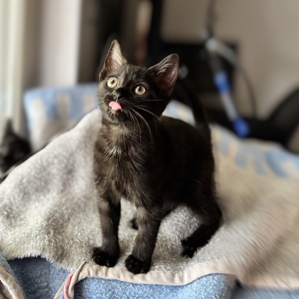 Enlarge Hot Glue, a Adoptable Domestic Short Hair in Nashville, IN image 6/6