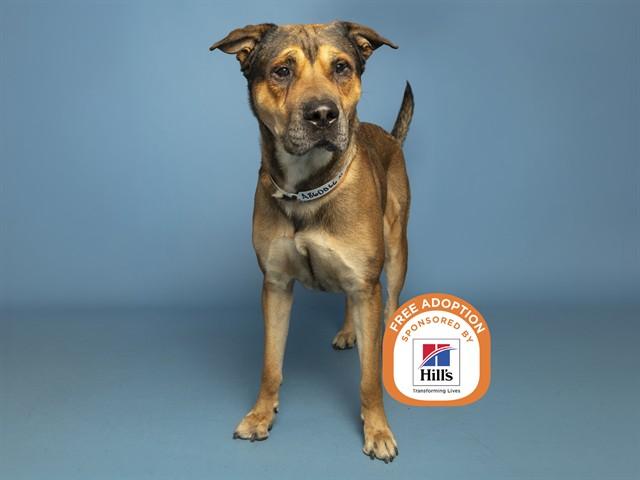 REPTAR, Adoptable, Adult Male Anatolian Shepherd & Rottweiler.