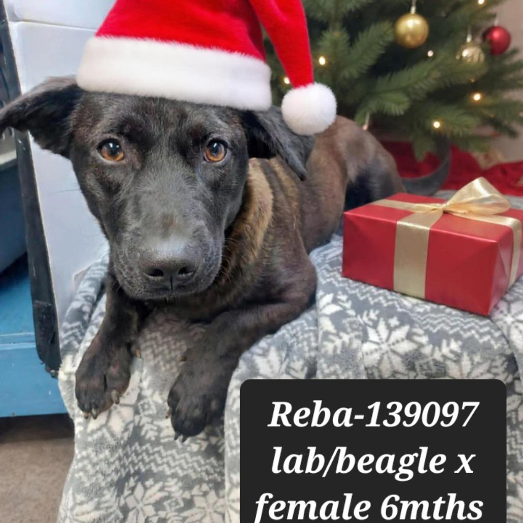 Reba, Adoptable, Young Female Black Labrador Retriever.