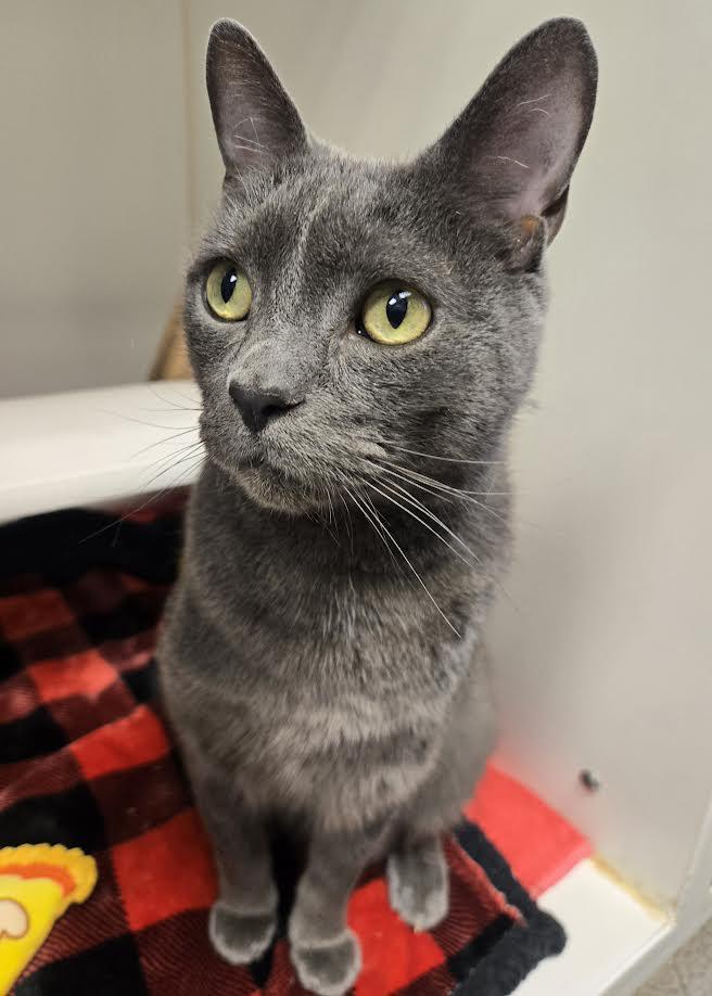 Enlarge Atticus, an adopted mixed breed in Bellingham, WA image 1/3