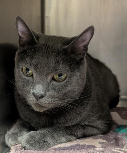 Enlarge Atticus, an adopted mixed breed in Bellingham, WA image 3/3