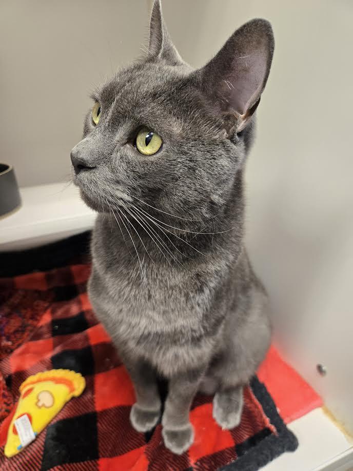 Enlarge Atticus, an adopted mixed breed in Bellingham, WA image 2/3