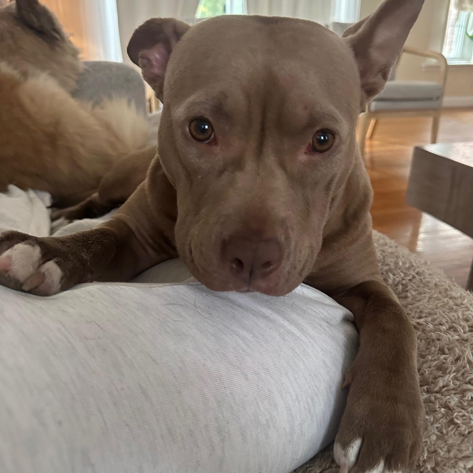 Enlarge Memphis , an adopted American Staffordshire Terrier in St Marys, OH image 1/6