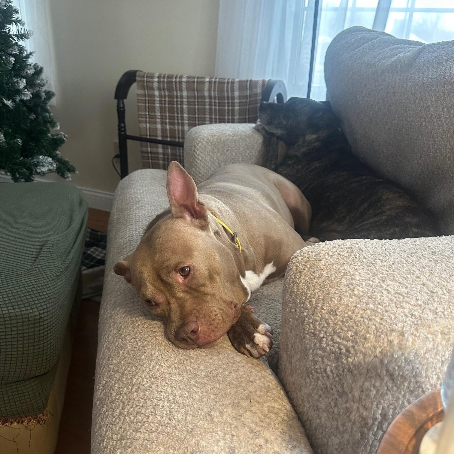 Enlarge Memphis , an adopted American Staffordshire Terrier in St Marys, OH image 2/6