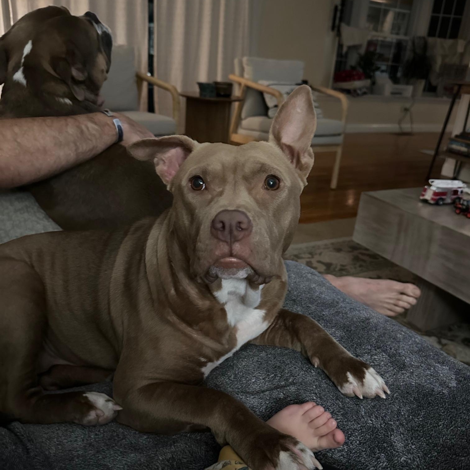 Enlarge Memphis , an adopted American Staffordshire Terrier in St Marys, OH image 4/6