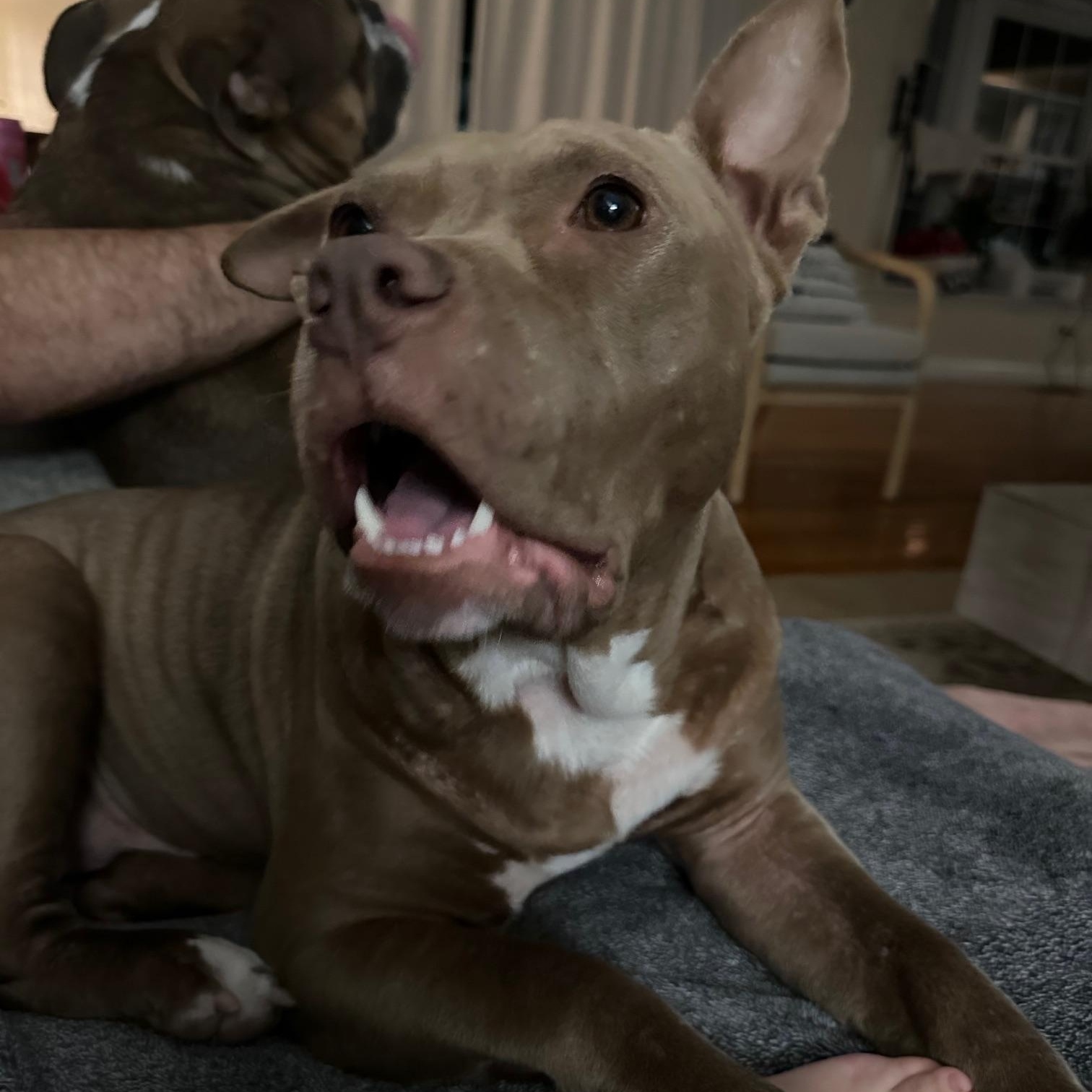 Enlarge Memphis , an adopted American Staffordshire Terrier in St Marys, OH image 6/6