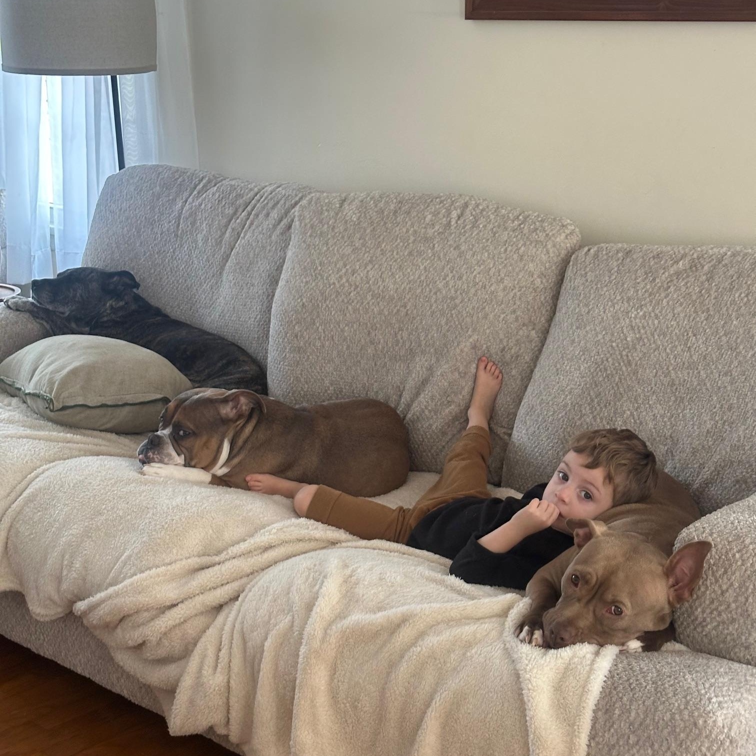 Enlarge Memphis , an adopted American Staffordshire Terrier in St Marys, OH image 5/6