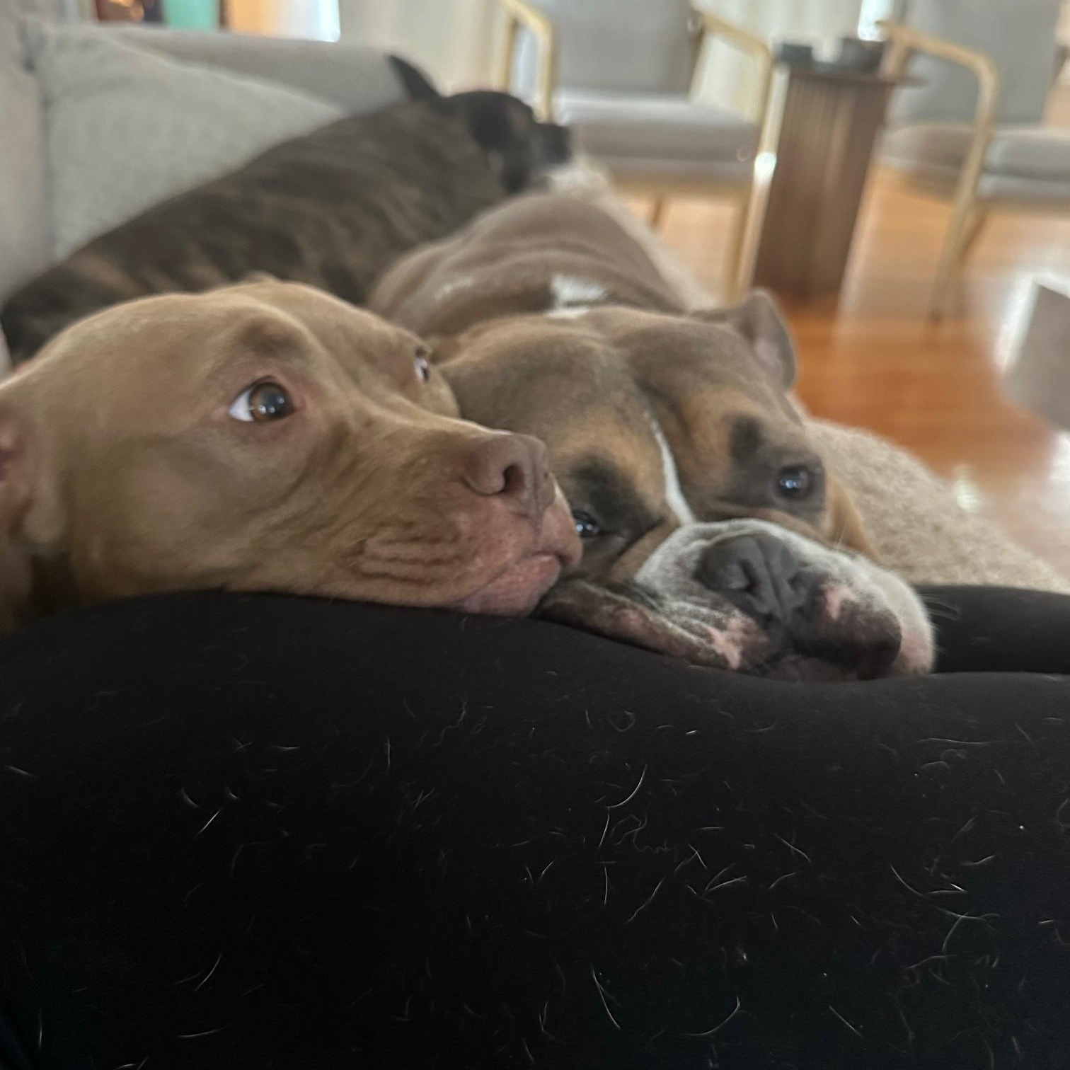 Enlarge Memphis , an adopted American Staffordshire Terrier in St Marys, OH image 3/6