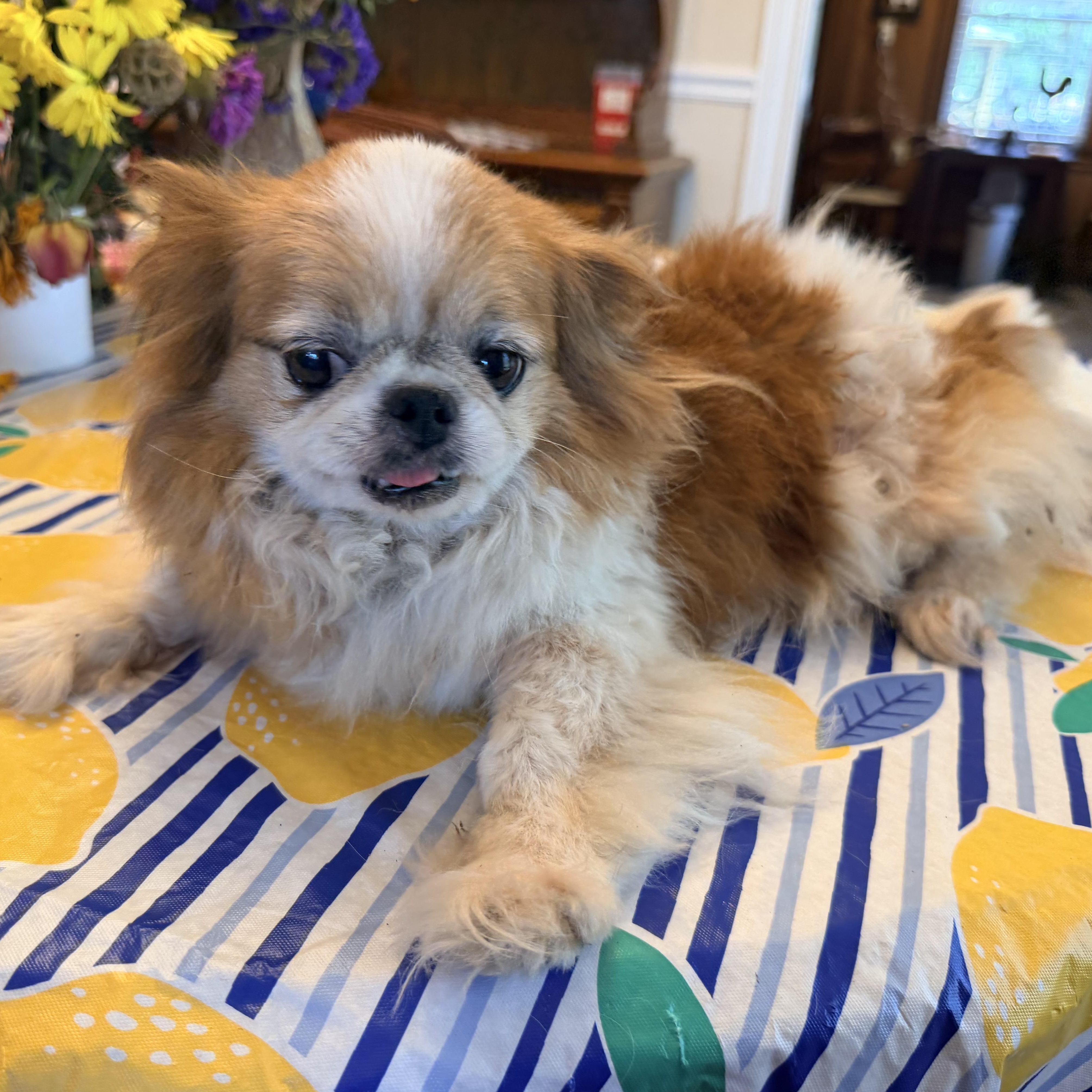Enlarge Stanley, a Adoptable mixed breed in Simsbury, CT image 3/5